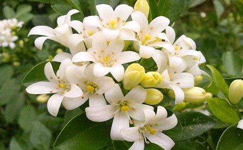 ҹ��������15ƪ