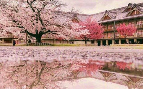 (實(shí)用)櫻花優(yōu)秀作文