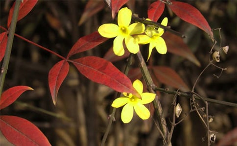 迎春花優(yōu)秀作文(精選30篇)