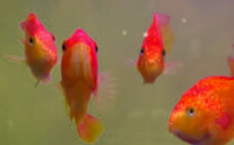 魚(yú)苗購(gòu)銷(xiāo)合同