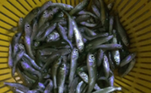 鲃魚苗購(gòu)銷合同