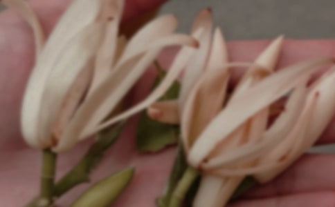 我愛玉蘭花優(yōu)秀作文(精選3篇)