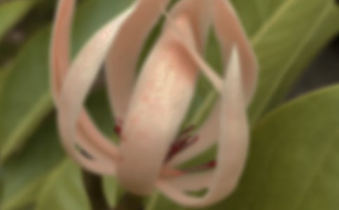 玉蘭花優(yōu)秀作文