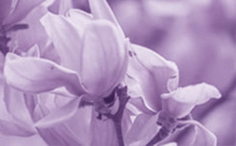 我愛玉蘭花作文5篇(精品)