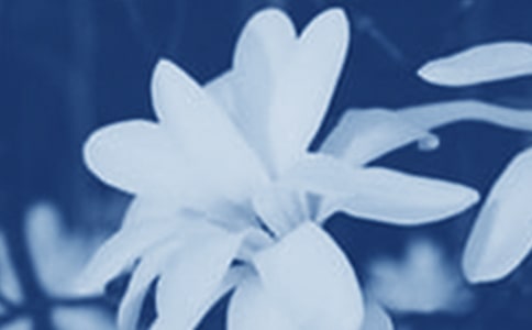 寫玉蘭花的優(yōu)秀作文(精選3篇)