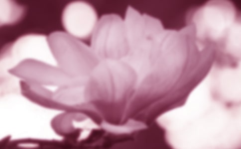 我愛玉蘭花作文