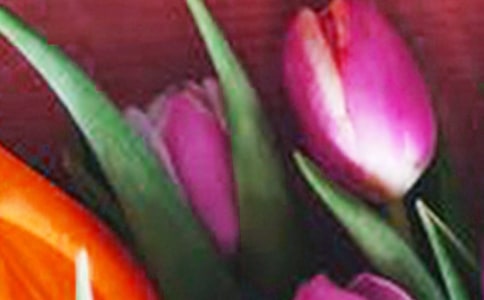 寫郁金香的作文