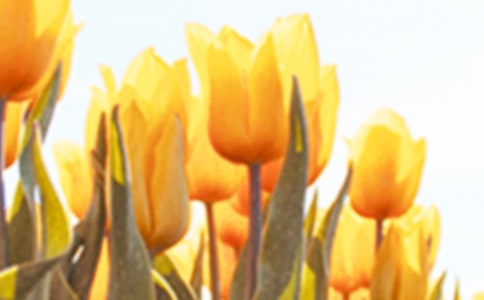 郁金香的作文精選(15篇)