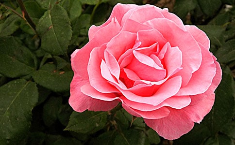 關(guān)于月季作文