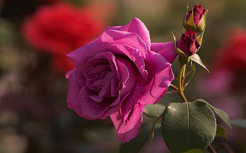 �¼���(y��u)�����ģ�ͨ��107ƪ��