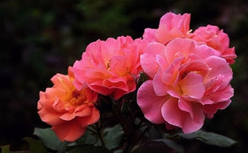 �¼���������