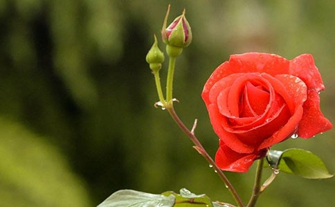 月季優(yōu)秀作文