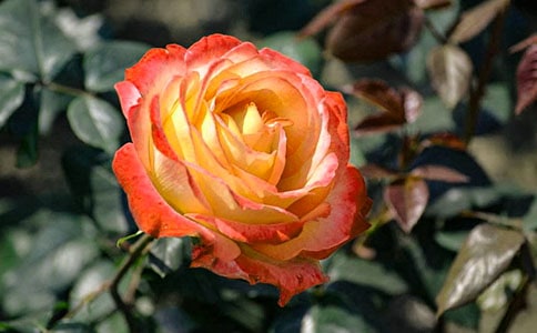 �¼�����ӛ