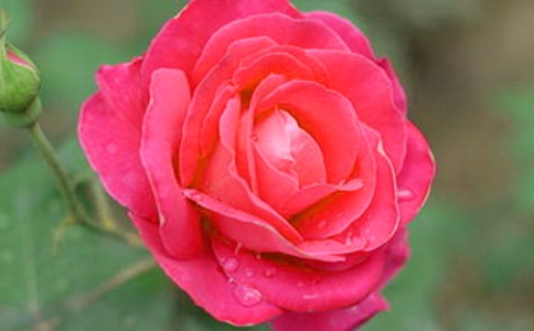 �茑�¼���������15ƪ