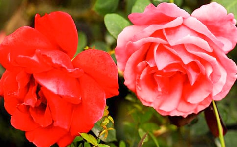 形容月季花的句子35句