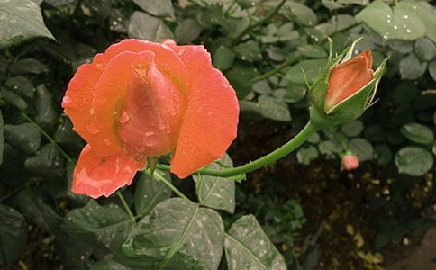 2024年形容月季花的句子合集50條