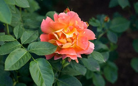 ���x�����¼����ľ���36�l