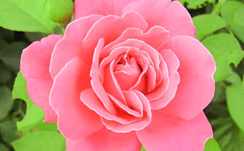 精選形容月季花的句子48句