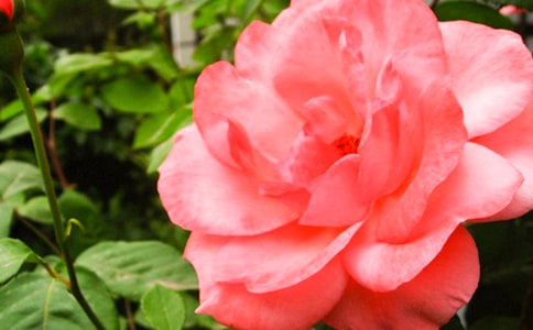 月季花的比喻句