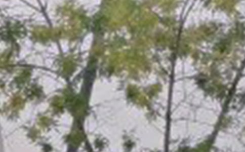 �����A��ÿ��һ���簲���Z�Z�ժ�41�l