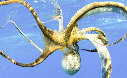 ���~(y��)���g(sh��)�̰�6ƪ