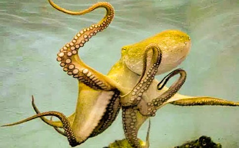 章魚(yú)美術(shù)教案