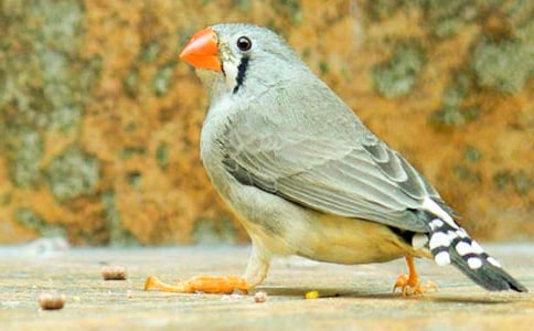 �Z���n�Ľ̰��������B6ƪ