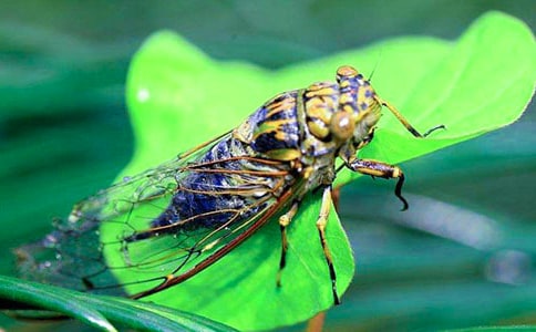 捉知了優(yōu)秀作文(精選62篇)