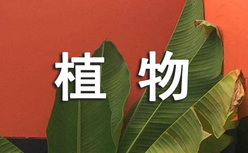 我的植物朋友作文(精選65篇)