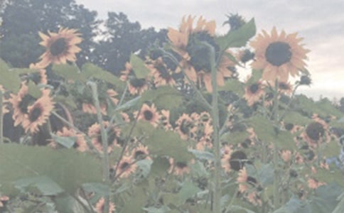 有關植物園日記錦集九篇