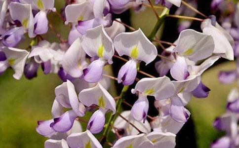 小班美術(shù)手指畫紫藤花教案15篇