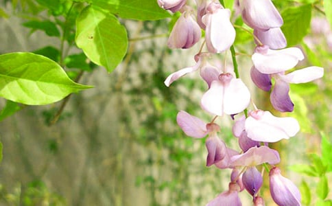 五年級(jí)紫藤花作文