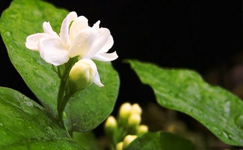 �P(gu��n)�����򻨵ă�(y��u)������400�֣����x51ƪ��