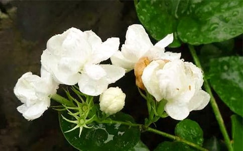 �茑���򻨵ă�(y��u)�����ģ����x3ƪ��