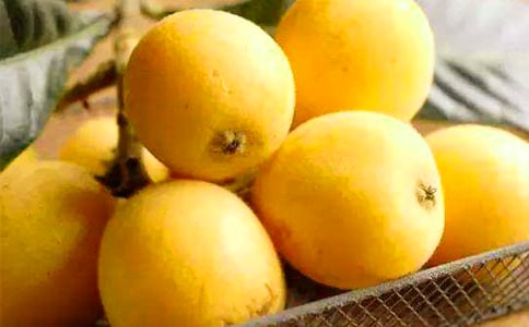 摘枇杷作文【熱門】