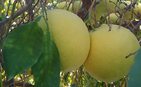 【小學(xué)作文】柚子