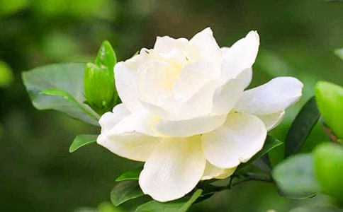 描寫梔子花的句子