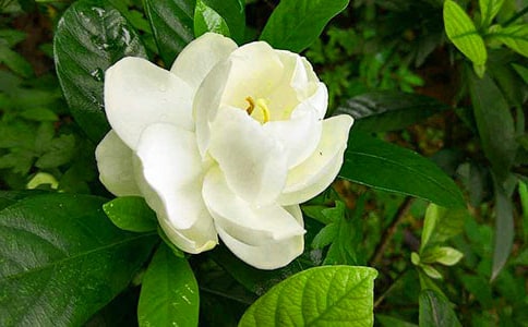 梔子花開作文(精選32篇)