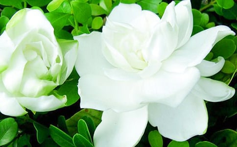 �d�ӻ��_���ĺϼ�15ƪ