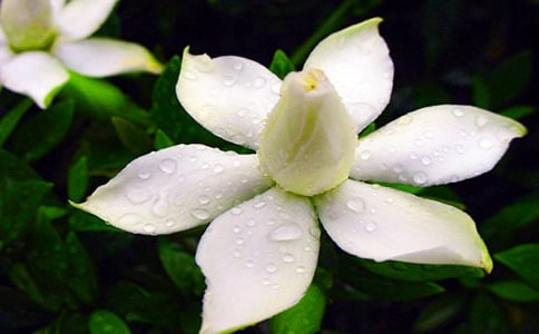 梔子花開的季節(jié)作文