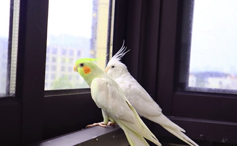 可愛的小鸚鵡作文【熱門】