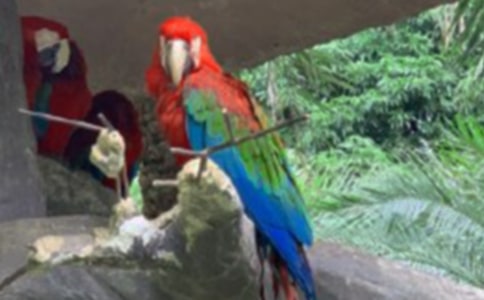 可愛的鸚鵡優(yōu)秀作文