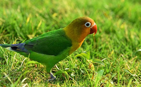 鸚鵡優(yōu)秀作文3篇(精華)