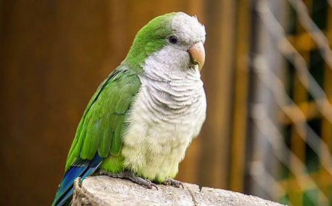 �ɐ۵��W�^����15ƪ