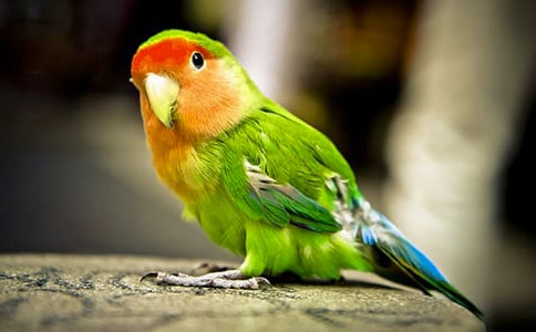 我的動物朋友鸚鵡作文(精選60篇)