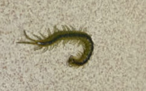 ����w���̰�����򼸂(j��ng)��