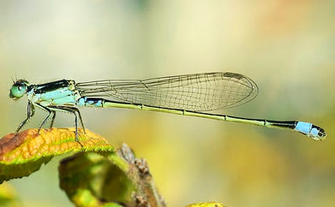 �а����g(sh��)С���ѽ̰�