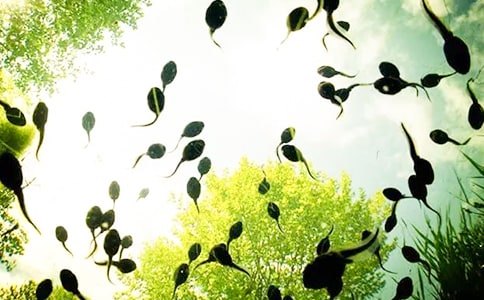 ׽������ģ��ᣩ