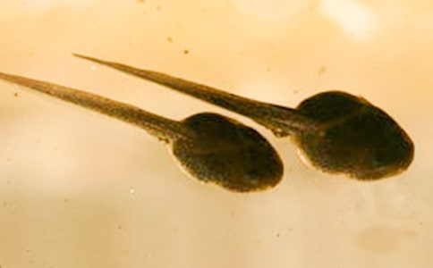 �ɐ۵�С�������15ƪ�����ã�