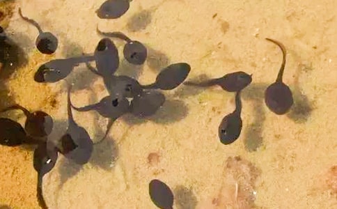 �ɐ�(��i)��С�������